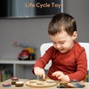image:imageWoodtoe Life Cycle Toys for Kids 12 Themes Montessori Preschool Science Center Materials Wooden Learning amp Educational Toys for Toddlers Learning Game STEM Birthday Toys for Boy Girl Age 36