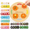image:imageWoodtoe Life Cycle Toys for Kids 12 Themes Montessori Preschool Science Center Materials Wooden Learning amp Educational Toys for Toddlers Learning Game STEM Birthday Toys for Boy Girl Age 36
